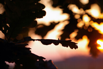 dąb,  drzewa, zachód słońca. liście. liście dębu, kolory, niebo, krajobraz, pejzaż,...