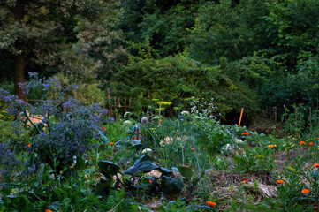 ogród warzywny, uprawa warzyw, jarzyny w ogrodzie, warzywniak, wieś, rolnictwo, zdrowie, rośliny,  - obrazy, fototapety, plakaty