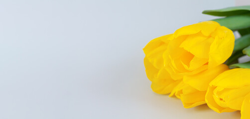 Bouquet of yellow tulips on gray background close-up