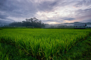 Fototapeta na wymiar The extensive rice fields in the morning, the leaves of the plants are green