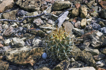 Ancistrocactus scheeri in Mexico