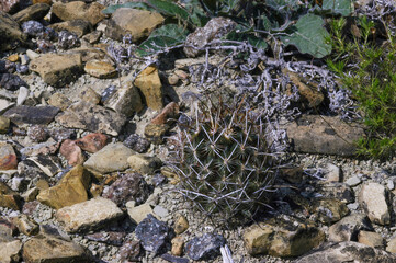 Fototapeta na wymiar Ancistrocactus scheeri in Mexico