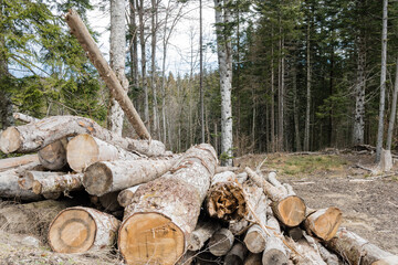 Arbres abattus dans une for&ecirc;t