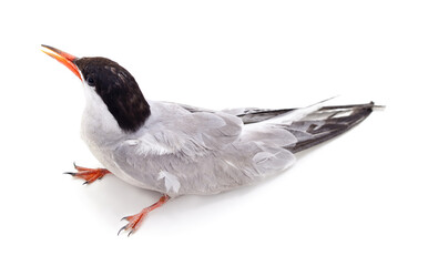 Obraz premium Gray seagull sitting and looking up.