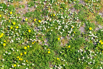 flowering meadow with daisies and dandelions flowers in March in the Italian Lazio region