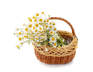 Field white daisies in a basket.