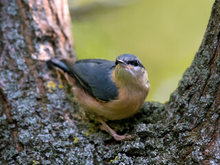 Kleiber, Sitta europaea, Makro
