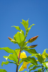 Treetop with Green leaves against blue sky.
