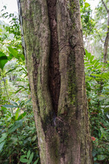 Hollow tree in the forest.