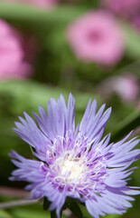 Obraz premium Stokes Asters purple flowers in Charleston, South Carolina, USA.