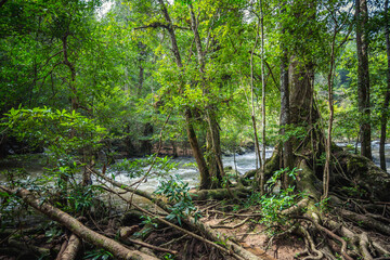 Obraz premium Tree in the forest beside waterfall at Khao Yai National Park, Pak Chong, Nakhon Ratchasima, Thailand.