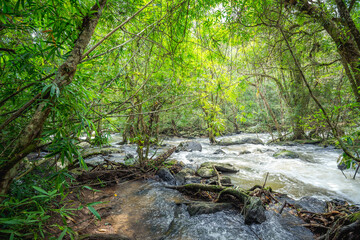 Obraz premium Trees with tree roots in the forest beside waterfall at Khao Yai National Park, Pak Chong, Nakhon Ratchasima, Thailand.