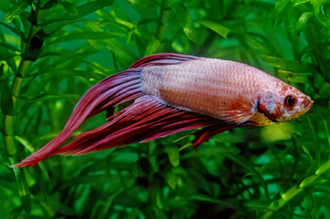 Obraz premium Betta Splendens