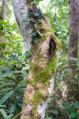 Ivy plant on Hollow tree in the forest.