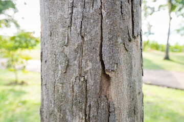 Tree trunks and bark in the forest.