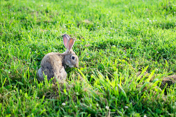 rabbit on grass