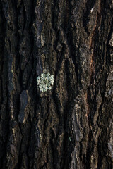 Tree trunks and bark in the forest.