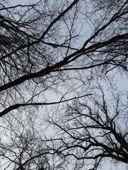 tree branches against blue sky