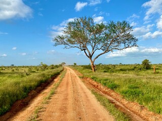 Obraz premium road in the field