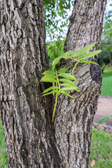 Orchid on the tree trunk.