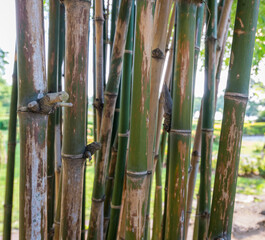 Green bamboo in the forest.