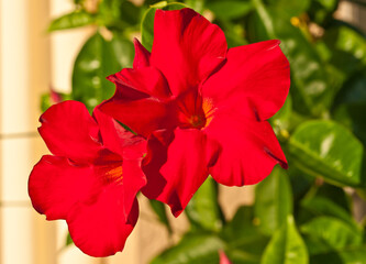 front view, medium and close distance of single or multiple red, tropical, flowers, blooming in a planter, on a sunny morning 