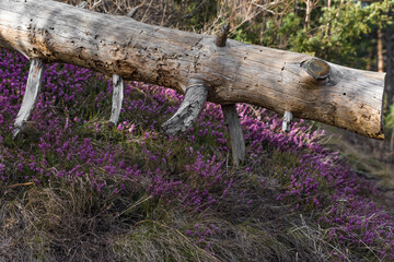 Baumstamm mit blühendem Heidekraut