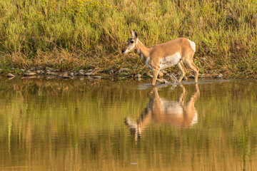 Obraz na płótnie Canvas USA, South Dakota, Custer State Park. Pronghorn antelope walks in pond.