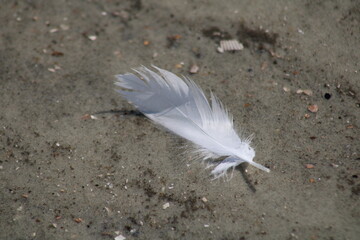 White Feather Laying On Sand