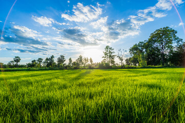 Fototapeta premium Beautiful Sunrise over the Green rice paddy fields.