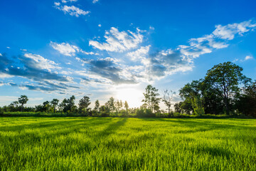 Obraz premium Beautiful Sunrise over the Green rice paddy fields.