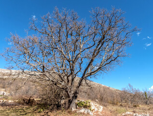 Arbres secs au sommet de la montagne