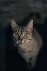 Fototapeta premium portrait of a cat