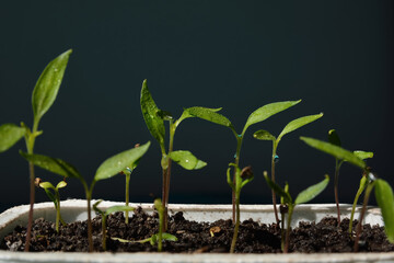 One month old sprouted stalks of paprika in a pot ready for transplanting. Agriculture and gardening concept