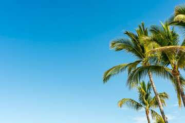 Idyllic holiday sky - A canopy of palm trees looking up from below with blue sky and light little puffs of clouds in the distance