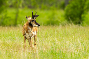 USA, South Dakota, Custer State Park. Pronghorn antelope buck.