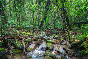 Stream in the woods