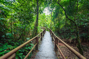 Wooden bridge in forest.