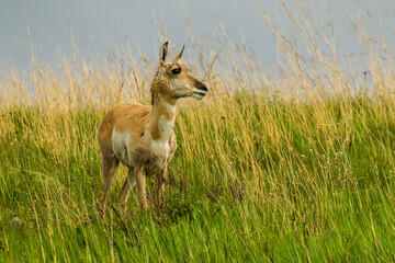 USA, South Dakota, Custer State Park. Pronghorn antelope doe.