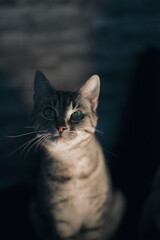 Fototapeta premium portrait of a cat