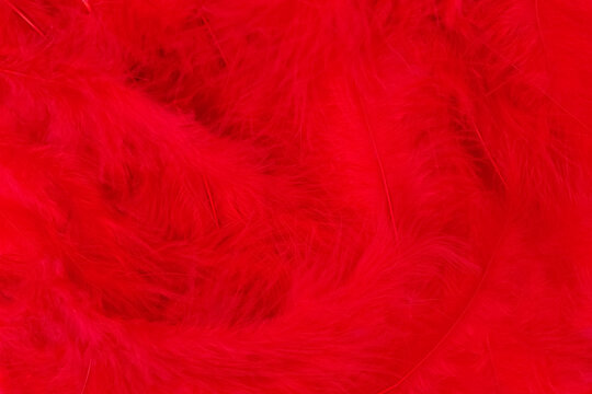Beautiful vibrant red feathers background with copy space. Minimal abstract composition with place for text. Selective focus, festive backdrop concept