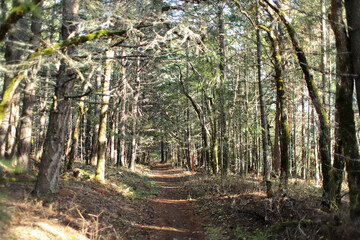 Hiking trail through the forest, on a nice sunny day.