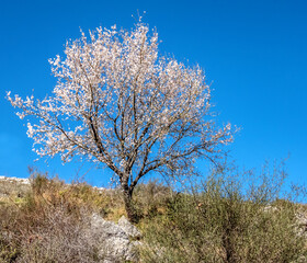 Arbre fleuri au sommet d'une montagne