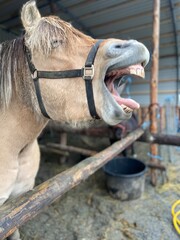 Horse funny picture
