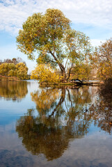 Beautiful autumn landscape. Autumn trees with yellow foliage are reflected in the water.