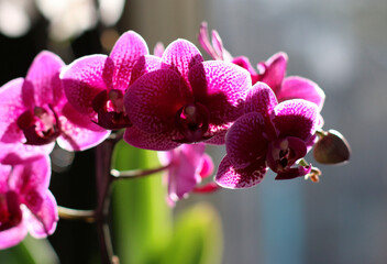 Backlit bright fuchsia pink orchid flower. Beautiful relaxing spa setting