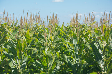 Cultivo de ma&iacute;z