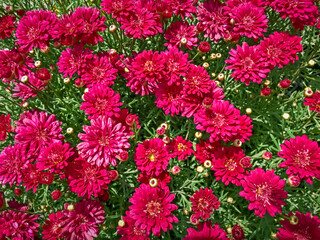 Red Zinnia flowers blooming in the garden