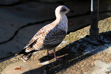 A close up of a Herring Gull