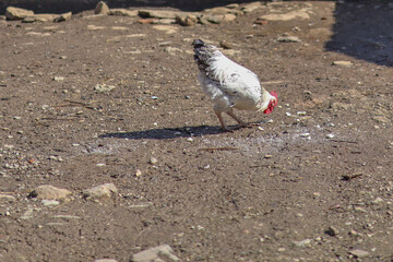 White rooster eat seed food from the ground and free walking on the farm on a sunny day